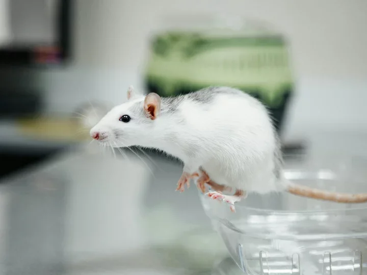 A white and gray Mouse is perched on the edge of a clear plastic container, in a lab.